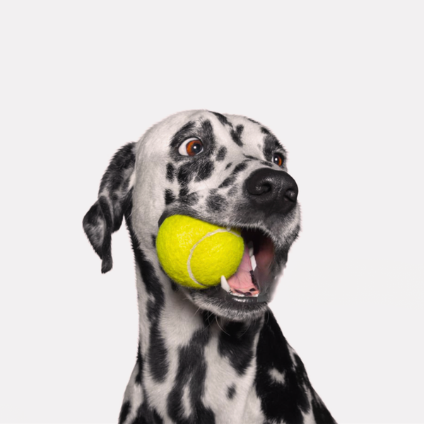 Everyday Play