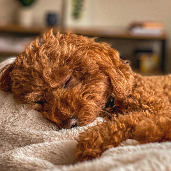 Comfort & Sleep