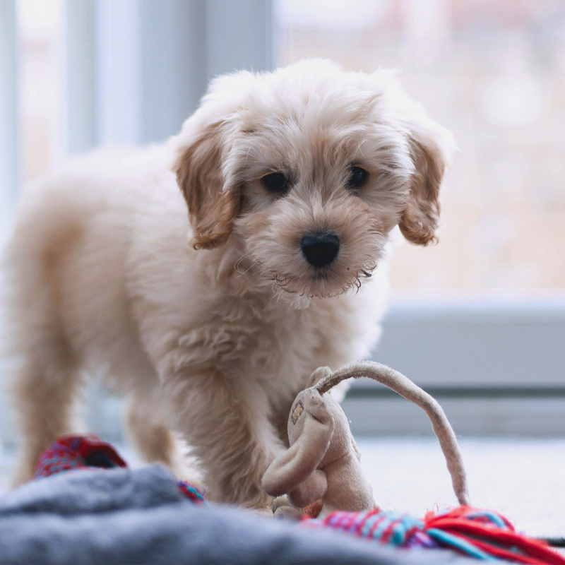 Apartment Dog Favourites